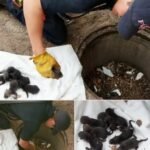 Firemen save 8 Labrador pups from drain: Then they realise they’re not dogs at all