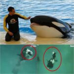 DEATH IN THE POOL: Killer Whale Suddenly Snaps – Trainer’s Last Moments Will Haunt You!-wiwiwi