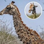 This giraffe left photographer speechless, then sad truth is revealed