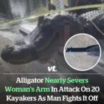 Alligator ‘nearly severs woman’s arm’ in attack on 20 kayakers as man fights it off by poking animal in eyes