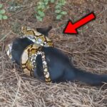 Massive Python Grabbed Cat And Prepared To Eat Until Rescuers Arrived On The Scene
