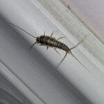 If You Find This Insect in Your Home, Here’s What It Means