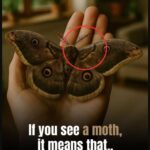 If you see a moth, it means that…