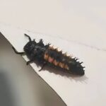 This strange creature was in my hair – I thought it was a parasite, but the truth turned out to be very different…