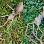 I found something strange in the yard and thought it was an alien – until I posted the photo online and discovered the shocking truth
